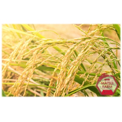【毎月定期便】南魚沼産 ～新之助～ 精米 (5kg)全12回
