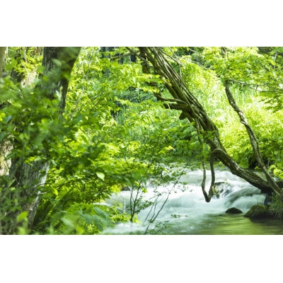 新米予約【令和8年産】南魚沼塩沢産コシヒカリ「然然」　栽培期間中の農薬5割減栽培　玄米10kg