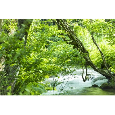 【毎月定期便】南魚沼塩沢産コシヒカリ「然然」　栽培期間中　農薬5割減　玄米10kg全6回