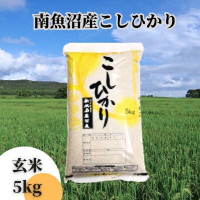 【令和6年産 新米】【新潟県 特A地区】南魚沼産こしひかり　玄米5kg
