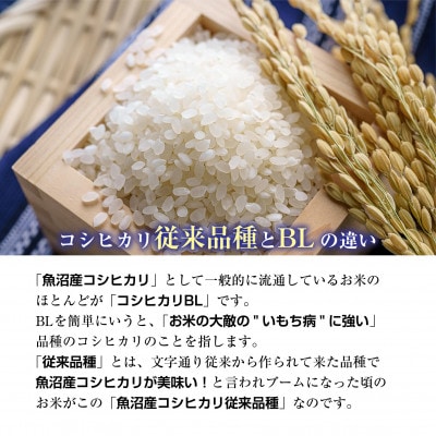特別栽培米　新潟県 南魚沼産 コシヒカリ 塩沢地区 8kg (美味しいお米の炊き方ガイド付き)