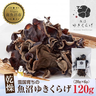 雪国育ちの魚沼ゆきくらげ 国産「乾燥きくらげ」 20g×6パック 計120g