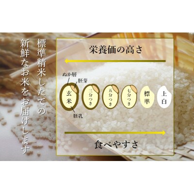 希少な南魚沼塩沢産従来コシヒカリ　精米5kg