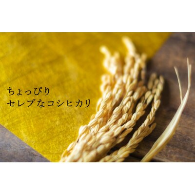 【毎月定期便】内閣総理大臣賞受賞農家がつくる幻の米　南魚沼産コシヒカリ　特A地区【5kg】全6回