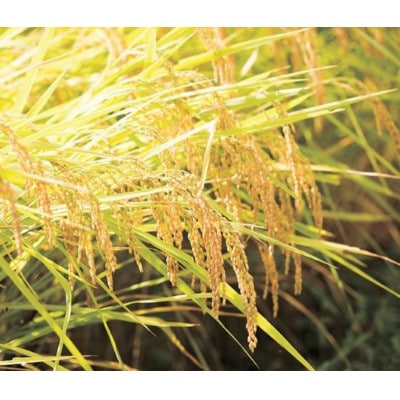 【毎月定期便】山本家 南魚沼産コシヒカリ 精米 10kg【従来品種】全12回