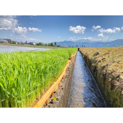 【R7年産・新米予約】新潟県南魚沼産(塩沢地区)はちみつ米コシヒカリ精米10kg※蜂蜜発酵液肥料栽培