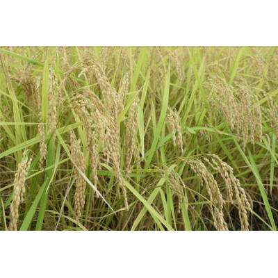 【毎月定期便】南魚沼しおざわ産新之助　2kg×全6回