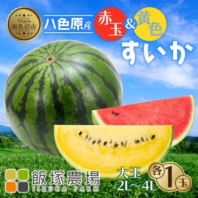 先行受付 八色原産 赤玉&黄色すいか 2～4L 計2玉 金色羅王 食べ比べ 新潟県 南魚沼市