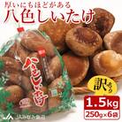 【家庭用】厚いにもほどがある「八色しいたけ」1.5kg(250g×6袋) 訳あり 不揃い 農家応援