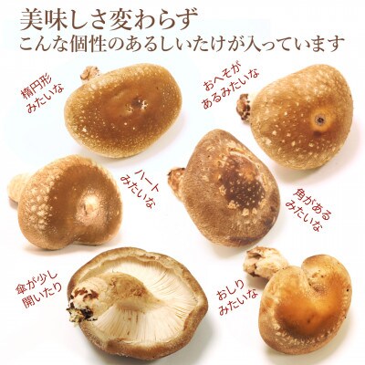 【家庭用】厚いにもほどがある「八色しいたけ」1.5kg(250g×6袋) 訳あり 不揃い 農家応援