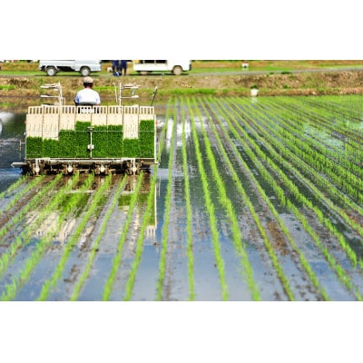 【令和7年産新米】南魚沼君沢産こしひかり　白燦々10kg【白米】(従来品種)