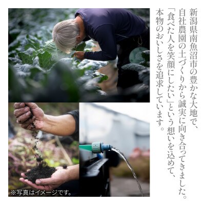 干し芋「輪の蜜」8個入り1箱・「輪の雫」4個入り1袋 セット