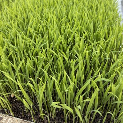 【令和8年産 新米】南魚沼産コシヒカリ　八色　精米5kg