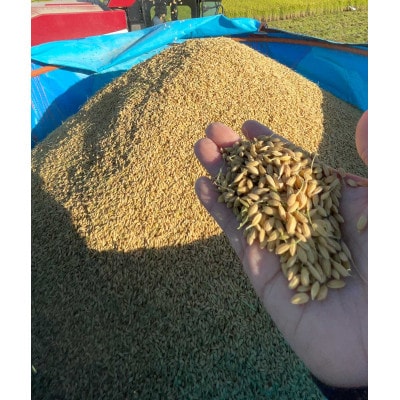 【玄米】令和7年　岐阜県産ハツシモ　30kg