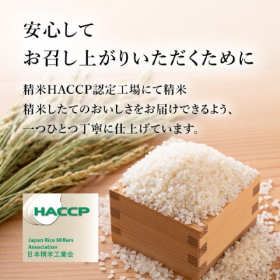 令和8年産 岐阜県産ハツシモ 精米 10kg　FTA290