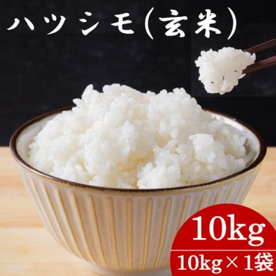 令和7年産　岐阜県産ハツシモ(玄米)10kg  国産 米