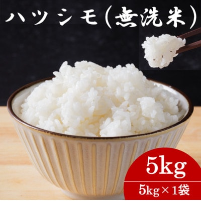 令和7年産　岐阜県産ハツシモ(無洗米)5kg  国産 米