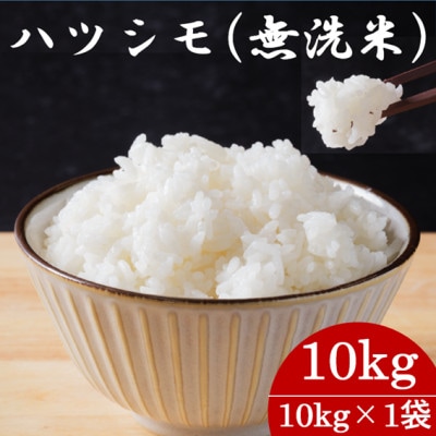 令和7年産　岐阜県産ハツシモ(無洗米)10kg　国産 米