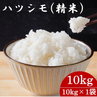 令和7年産　岐阜県産ハツシモ(精米)10kg  国産 米