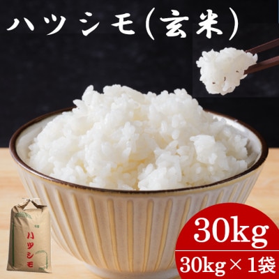 【先行予約】令和7年産　岐阜県産ハツシモ(玄米) 30kg