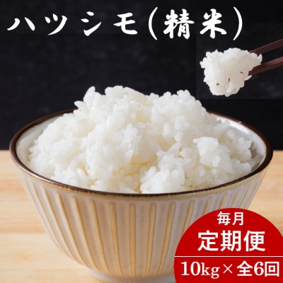 【毎月定期便】岐阜県産ハツシモ(精米) 10kg全6回