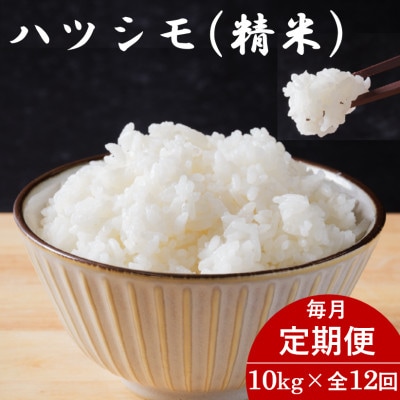 【毎月定期便】岐阜県産ハツシモ(精米) 10kg全12回