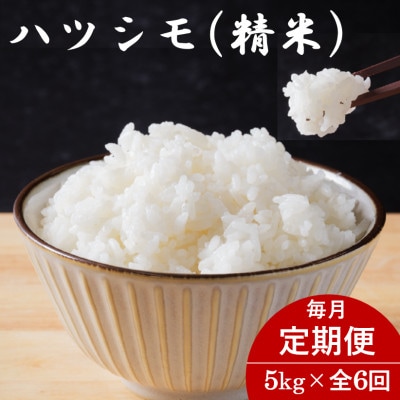 【毎月定期便】岐阜県産ハツシモ(精米) 5kg全6回