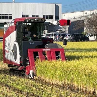 令和7年産 岐阜県羽島市産ハツシモ 精米10kg(10kg×1袋)