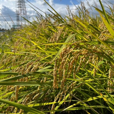 令和7年産 岐阜県羽島市産ハツシモ 精米20kg(10kg×2袋)