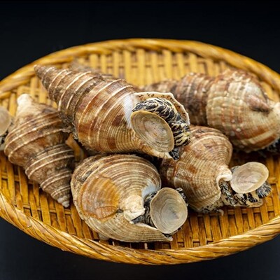 やわらか灯台ツブ ボイルむき身 500g 1 Ta501 A303 お礼品詳細 ふるさと納税なら さとふる やわらか灯台ツブ ボイルむき身 500g 1 Ta501 A303 お礼品詳細 ふるさと納税なら さとふる