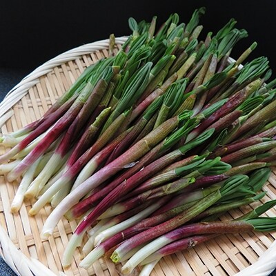 釧路産 天然 行者にんにく 50g 12パック Ma501 B260 お礼品詳細 ふるさと納税なら さとふる 釧路産 天然 行者にんにく 50g 12パック Ma501 B260 お礼品詳細 ふるさと納税なら さとふる
