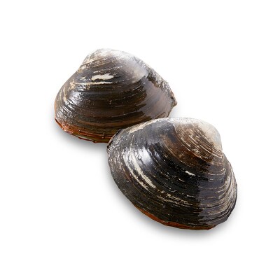 【活加工】剥きほっき(刺身用)合計2kg 1kg(20玉前後)×2袋 ほっき
