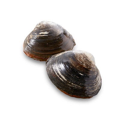 [船上]剥きほっき(刺身用)1kg(20玉前後)×1袋 ほっき ほっき貝 ホッキ F4F-1540