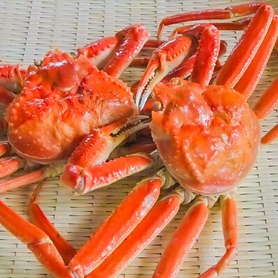 ボイルずわいかに姿 600～700g×2尾 ふるさと納税 かに 蟹