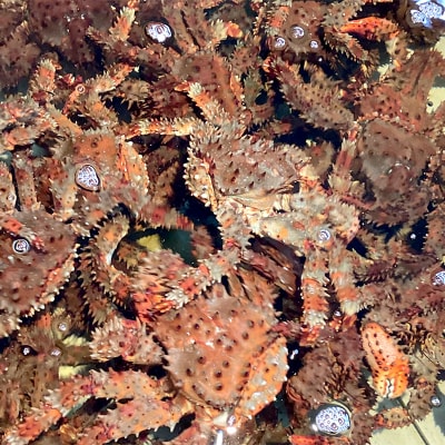 【茹でたて未冷凍】北海道産・ボイル花咲蟹6～10尾で3.0kg前後 花咲蟹 カニ F4F-2876