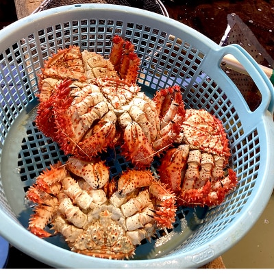 【茹でたて未冷凍】北海道産・ボイル花咲蟹6～10尾で3.0kg前後 花咲蟹 カニ F4F-2876