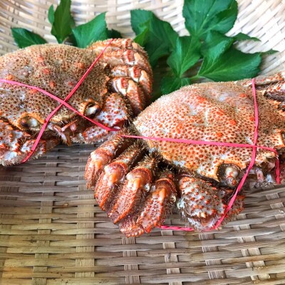 北海道産毛蟹900g～1.0kg前後×1尾  F4F-3258
