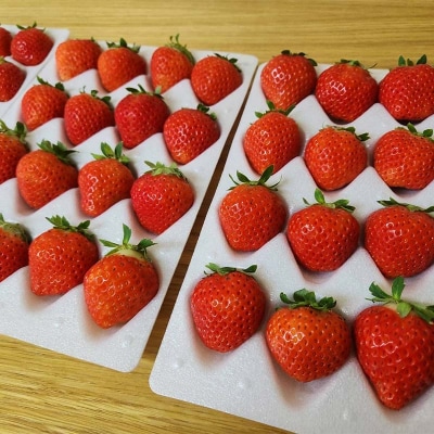 先行予約!【2026年6月末から順次発送】すずあかね 32～60粒×1箱 夏いちご F5F-0095