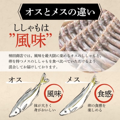 本場くしろ産 ししゃもオス・メス70尾入り! 本ししゃも F4F-5541