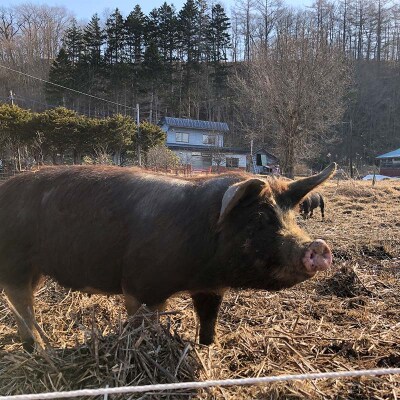 北海道釧路市産チョコレートポーク【放牧豚】モリマサ商店 小間切れ 計600g