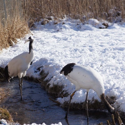 感動の丹頂撮影のたび (普通車) ※12月から3月の冬期間運行 釧路湿原 釧路市 F4F-7968