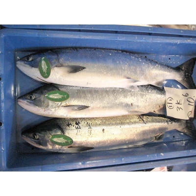 トキシラズ 約4kg 鮭 サケ 魚 トキシラズ 生鮮 北海道 釧路市 F5F-0111