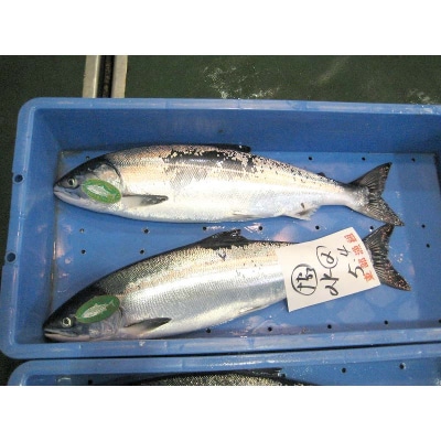 トキシラズ 約4kg 鮭 サケ 魚 トキシラズ 生鮮 北海道 釧路市 F5F-0111
