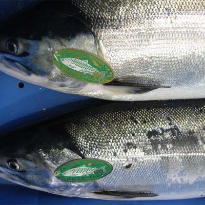 トキシラズ 約4kg 鮭 サケ 魚 トキシラズ 生鮮 北海道 釧路市 F5F-0111