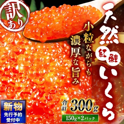 【 先行予約 】 新物 天然紅鮭いくら 醤油漬け 300g【 2026年11月以降順次発送 】
