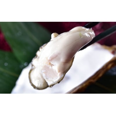 釧路管内産濃厚活生牡蠣 ( 1個 60g ～ 90g ) 10個入り