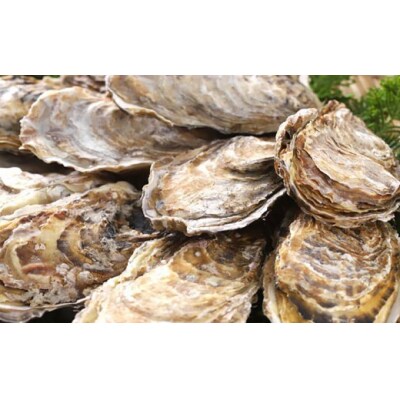  釧路管内産 【 活 】 牡蠣 ( 大 ) 10個 ( 1個あたり約140～190g )