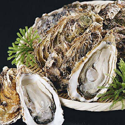 釧路管内産 【 活 】 牡蠣 ( 中 ) 15個 ( 1個あたり約100～130g )