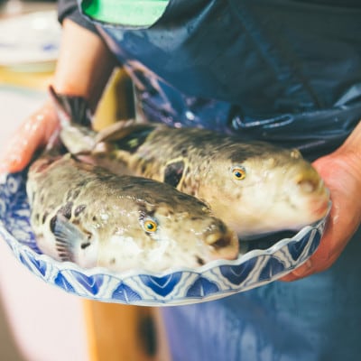 伊勢湾天然トラフグ刺身4人前 特製ポン酢付