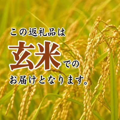 コシヒカリ 玄米 10kg